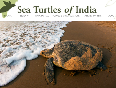 Sea turtles of India